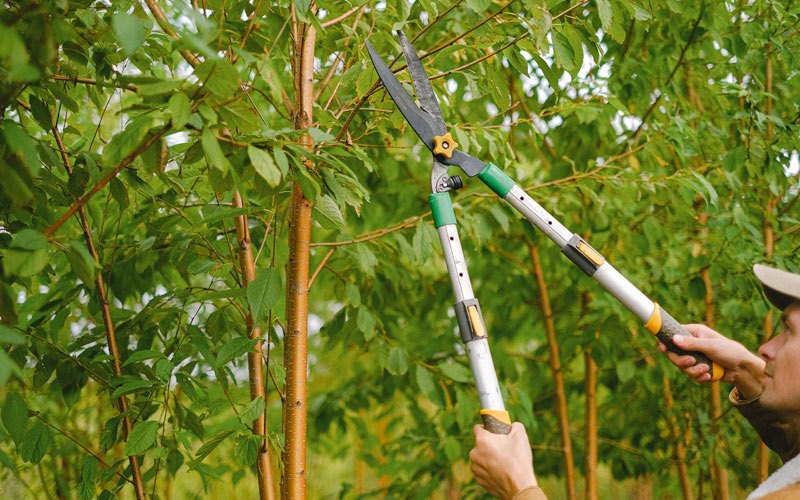 Tree trimming in Golden Valley, AZ
